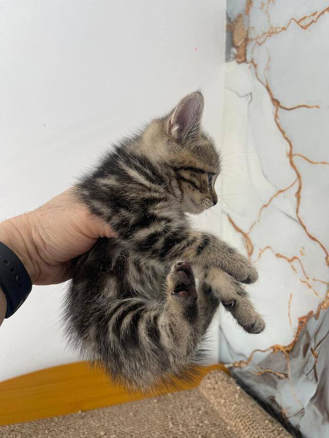 ลูกแมวพันธุ์สก๊อตติชแท้ รูปที่ 2