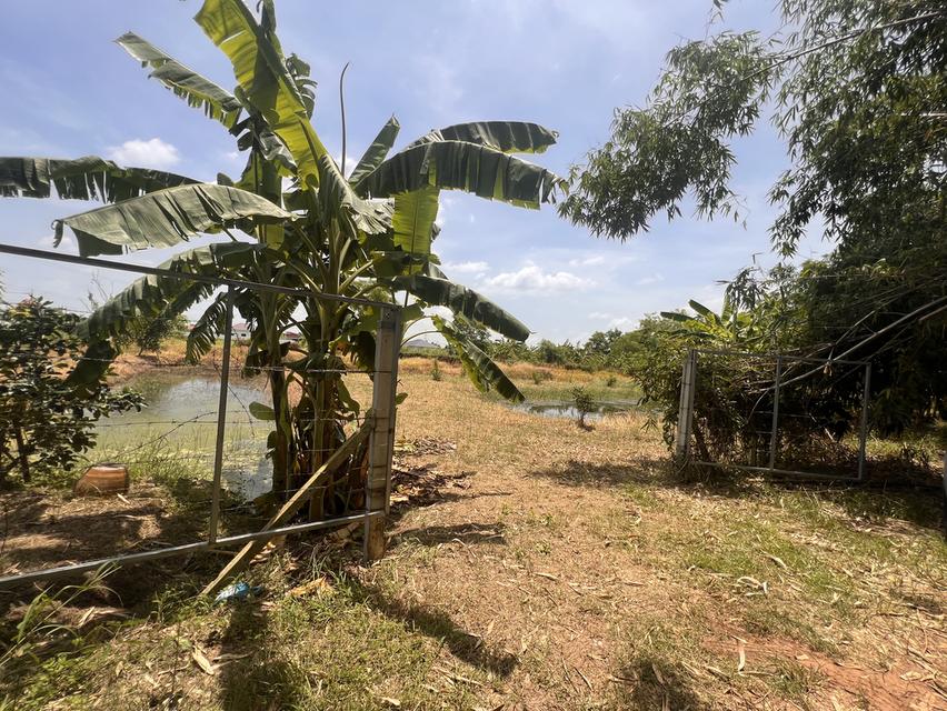 ขายที่ดิน หนองจอก 2 ไร่ 4