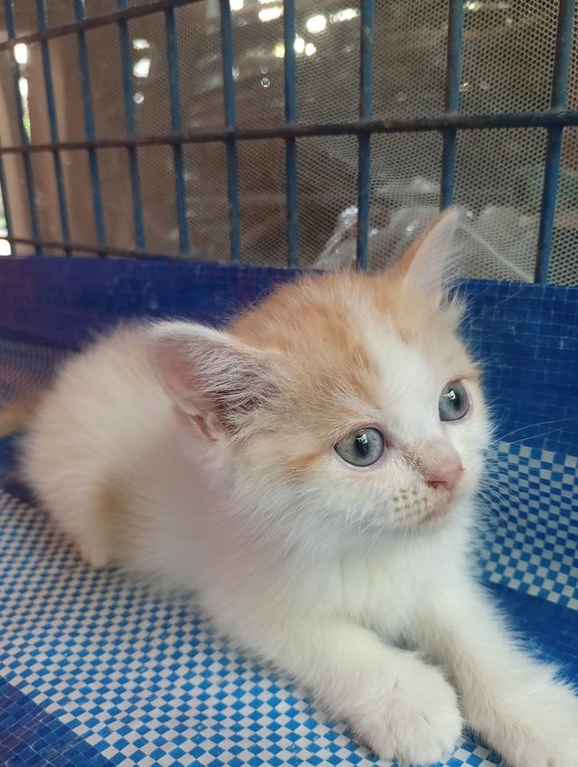 แมวสก็อตติช เพศเมีย น่ารัก รูปที่ 8