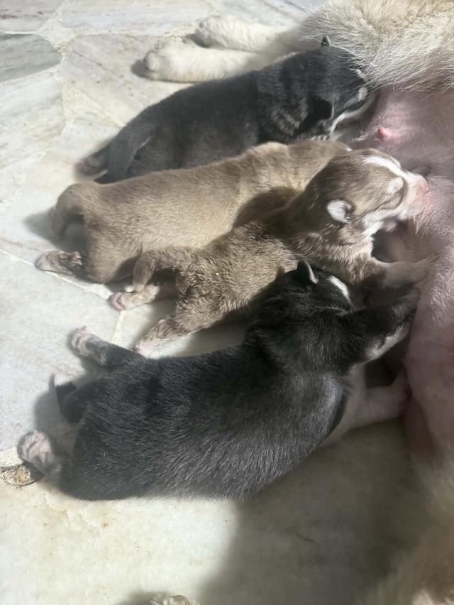 เปิดจองน้องไซบีเรียนพร้อมหมี รูปที่ 2