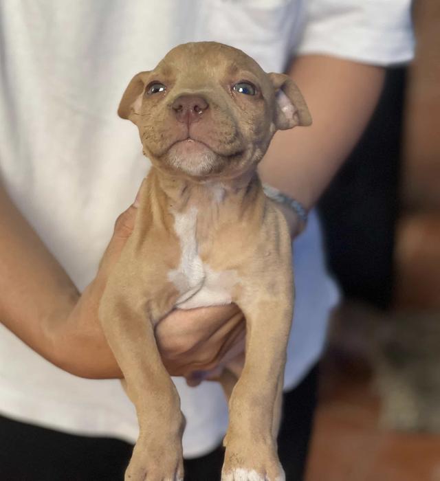 ลูกสุนัขพิทบูล พันธุ์แท้ รูปที่ 3