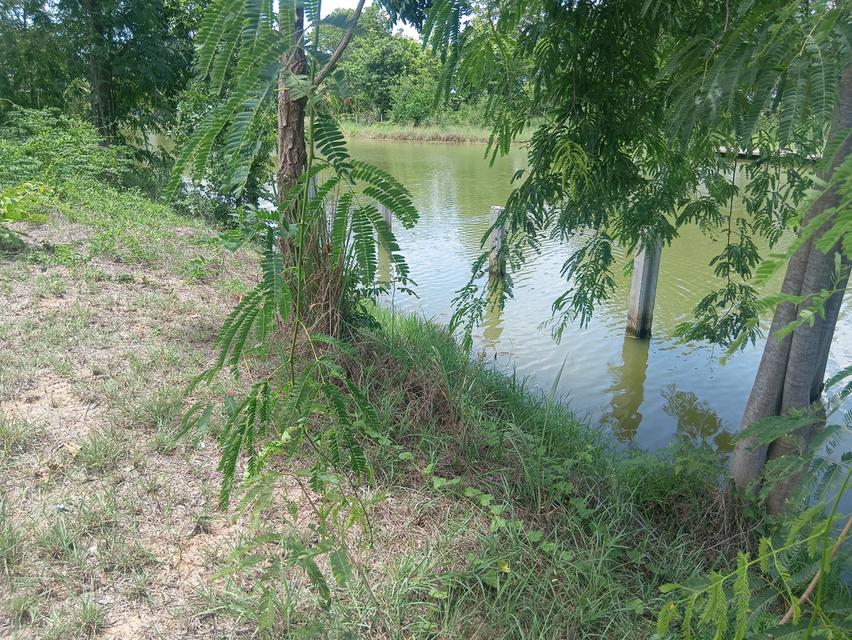 ขายที่ดิน 2-2-55 ไร่ เขาช่องพราน ตำบลเตาปูน อำเภอโพธาราม จังหวัดราชบุรี 8