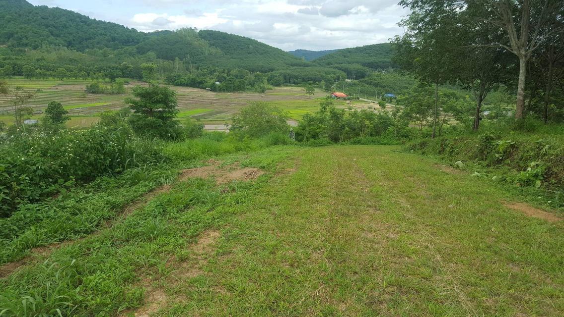 ขายที่ดินแปลงใหญ่ 148 ไร่ เป็นสวนยางพารา ที่มีโฉนด 16