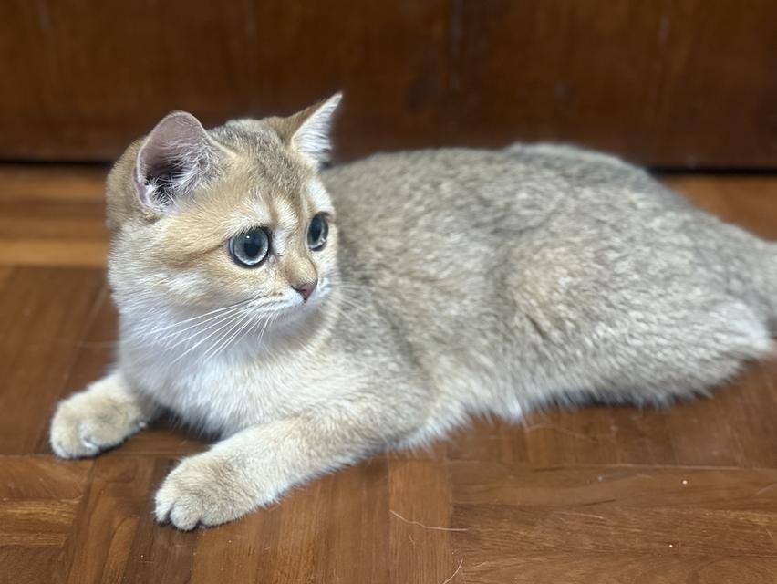 แมวบริติช 4