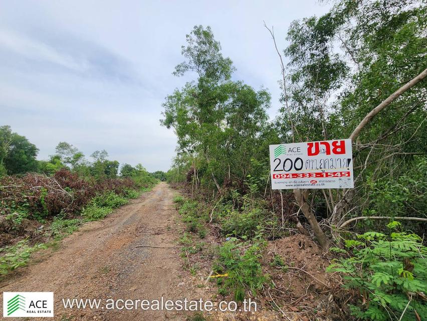 ขาย ที่ดินราคาถูก จ.ปทุมฯ อ.หนองเสือ ต.บึงกาสาม ขนาด 200 ตรว. 5