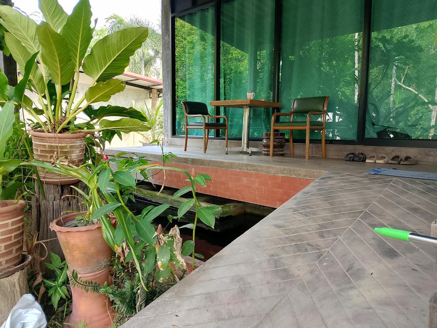 บ้านพร้อมที่ดินขนาด1ไร่ 37ตรว บ้าน4ก้องนอน4ห้องน้ำ พื้นทีจอดรถได้หลายคัน พร้อมทั้งสวนผลไม้ 3