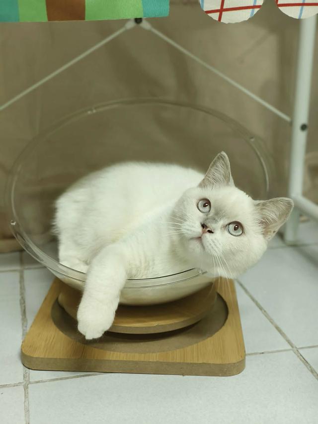 แมว British shorthair 2