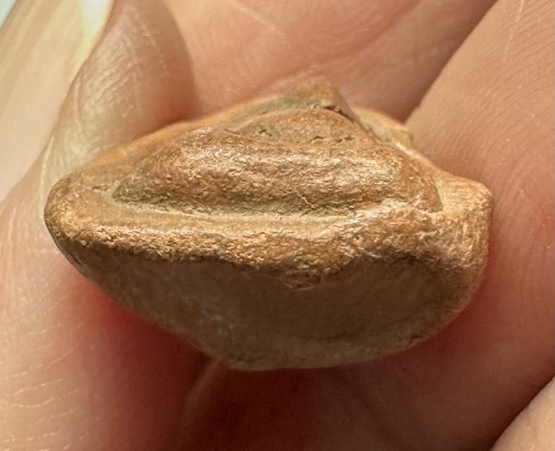 พระนางพิจิตร ข้างเม็ด รูปที่ 6