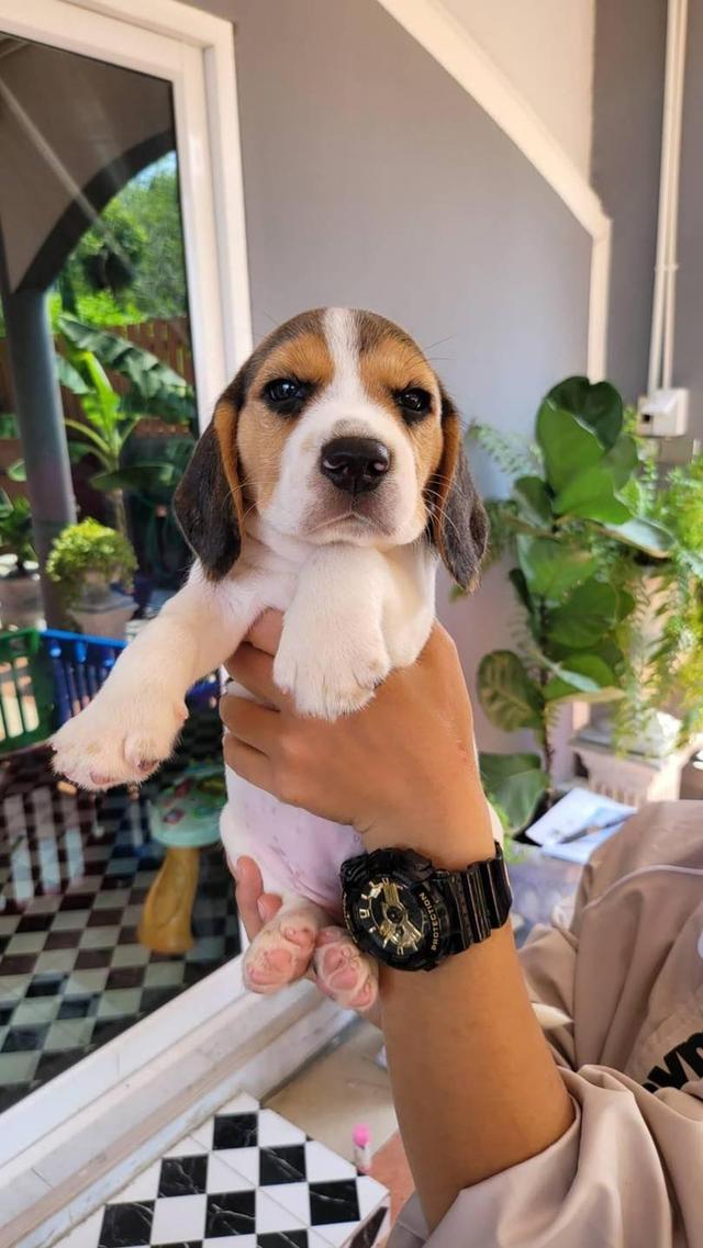Beagle Puppies for sale  WhatsApp me : ( +63 985 762 7466 )