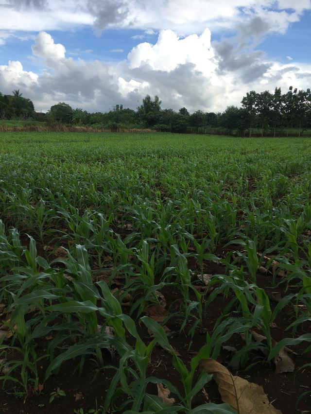 ขายที่ดินโฉนด เขาใหญ่ ใกล้ถนนลาดยาง วิวสวย 10 ไร่ 2 งาน ต.คลองม่วง อ.ปากช่อง จ.นครราชสีมา 6