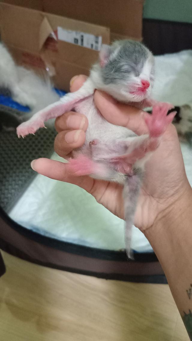 ลูกแมวบริติช 4