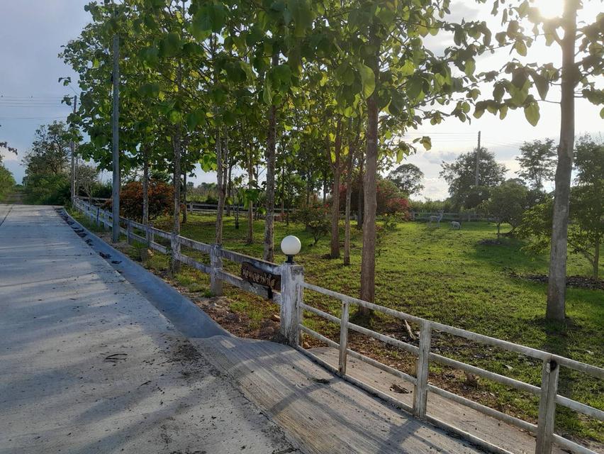 ที่ดินพร้อมบ้าน 2 ไร่ 2.7 ล้าน ต.วังหมี บ้านโคกสันติสุข