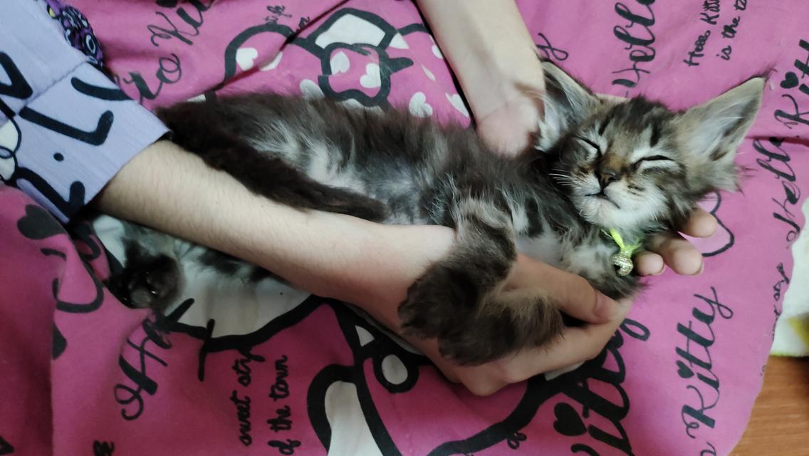 ลูกแมวเมนคูน**ตำหนิ**หนวดโดนแทะ**