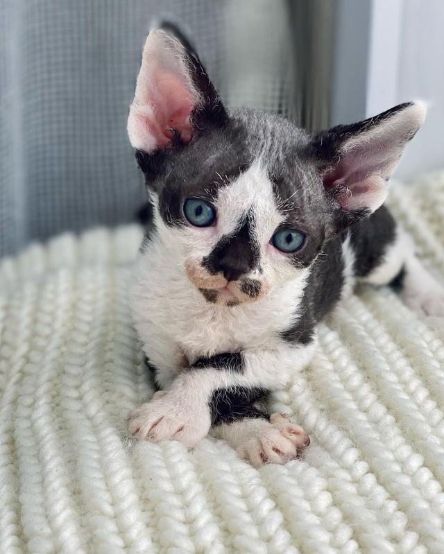 Devon Rex Kittens WhatsApp me : ( +63 985 762 7466 ) 3