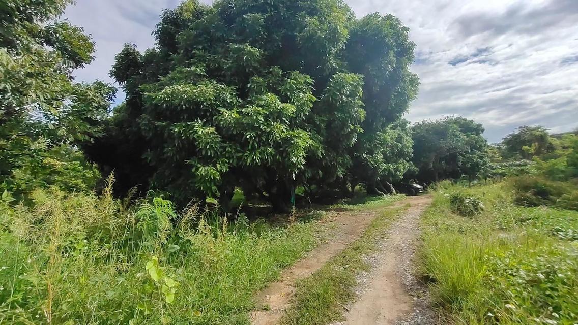 ด่วน! ขายที่ดินสวย ทำเลดี ใกล้แยกกองทราย สารภี จ.เชียงใหม่ 3 ไร่ 1 งาน 64 ตารางวา 3