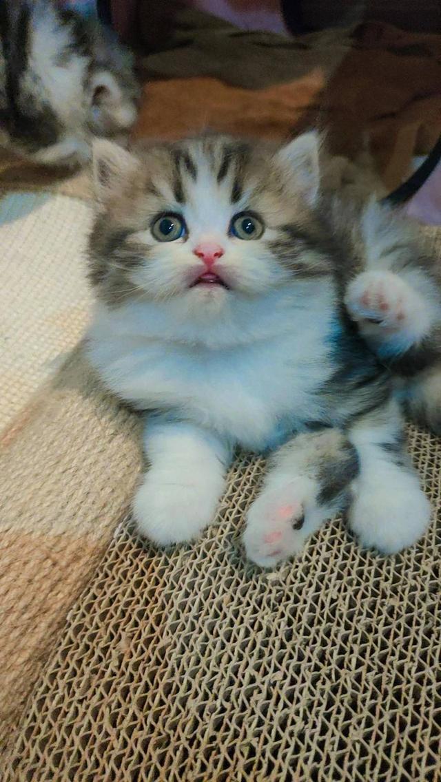Persian แมวเปอร์เซียแท้ (Lady)