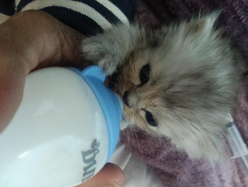 ลูกแมวเปอร์เซีย แท้ๆๆ นนทบุรี