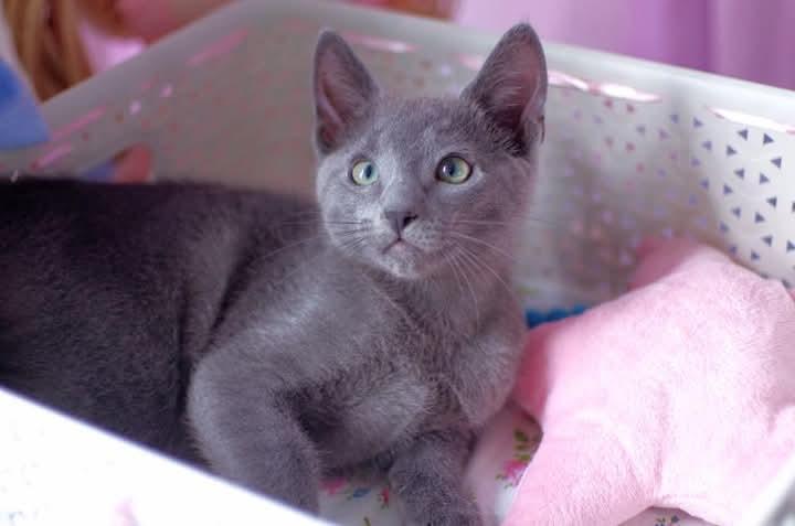 แมว Russian Blue พร้อมย้ายบ้าน 2