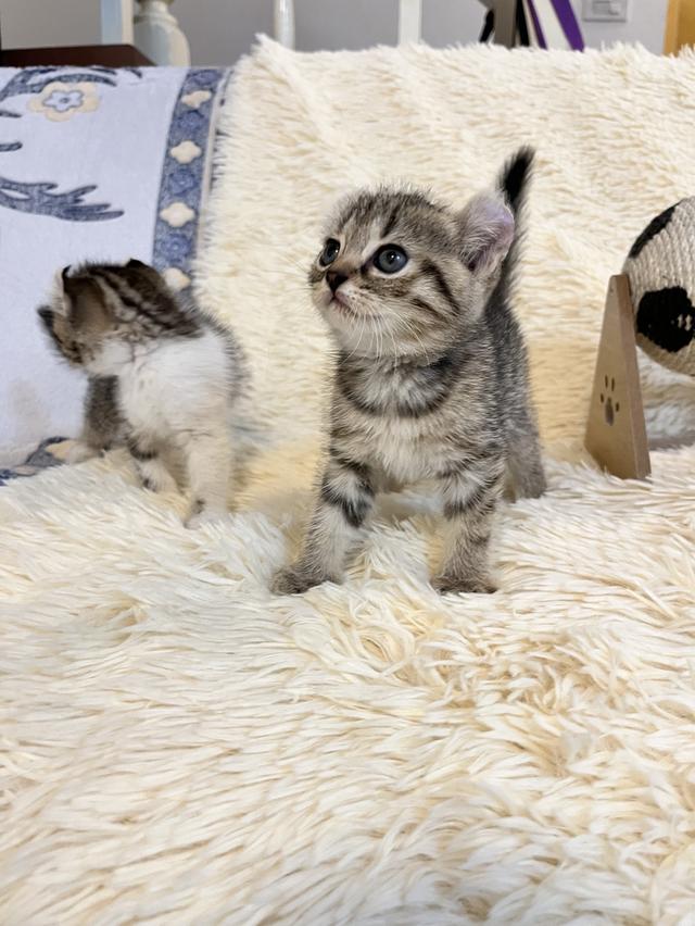 แมวหูบิน อเมริกันเคริล รูปที่ 9