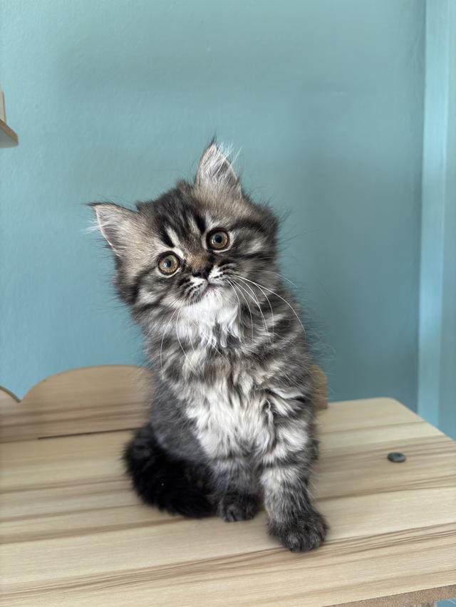 แมวเปอร์เซีย น่ารัก ขี้อ้อน 5