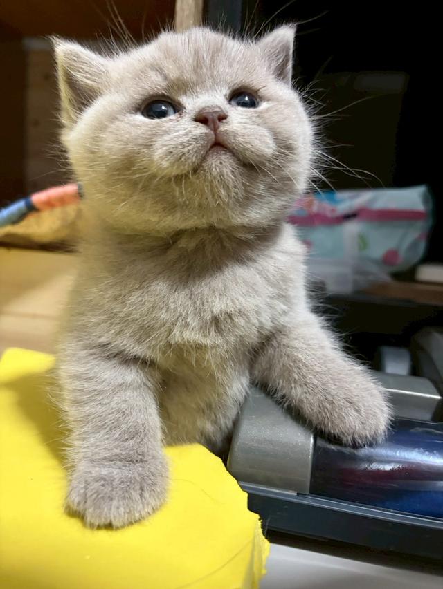 แมวบริติช ช็อตแฮร์ (British Shorthair) รูปที่ 10