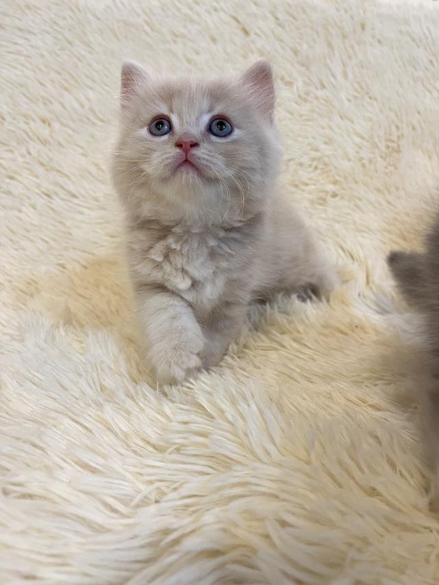 แมวเปอเซียแท้ สีครีม ลายเสือ รูปที่ 13