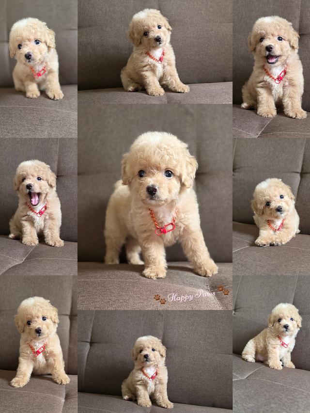น่ารักๆ พุดเดิ้ลทอยค่ะ