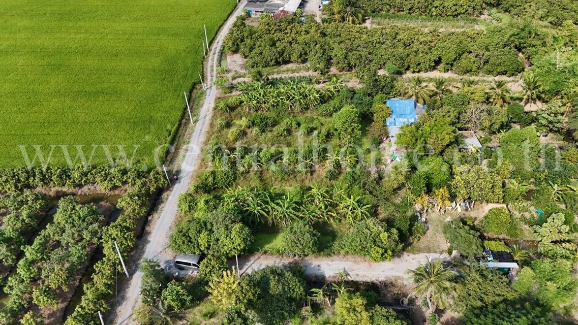 ที่ดินสวนมะม่วง โพธิ์พระยา เมืองสุพรรณบุรี ใกล้ตัวเมือง ราคาถูกมาก 7