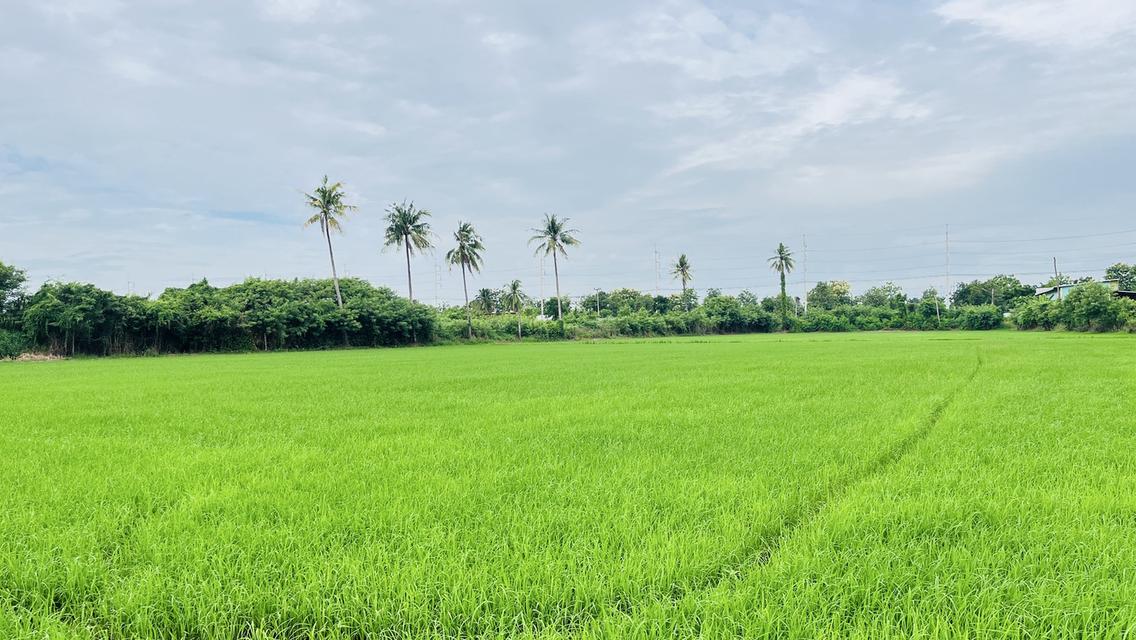 ✨ขายที่นา ทำเลทอง 10 ไร่ ติดถนนใหญ่ + คลองชลประทาน – ต.ย่านยาว อ.สามชุก จ.สุพรรณบุรี✨ 14