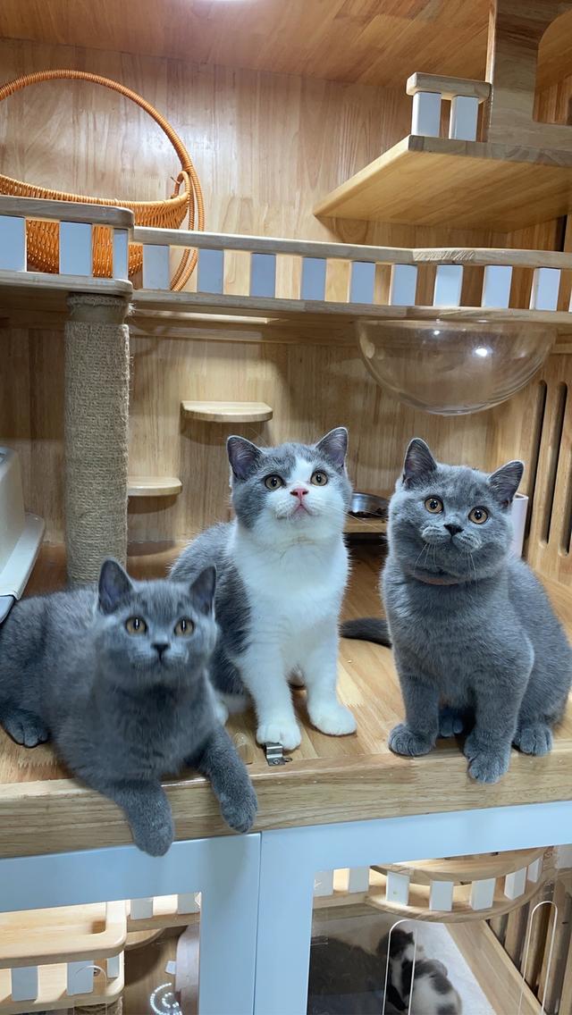 แมวมันช์กิ้นขายาว พร้อมย้าย