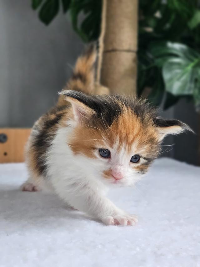 ลูกแมวเมนคูน แท้
