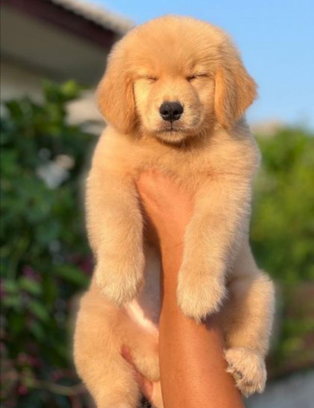 Golden Retriever 2