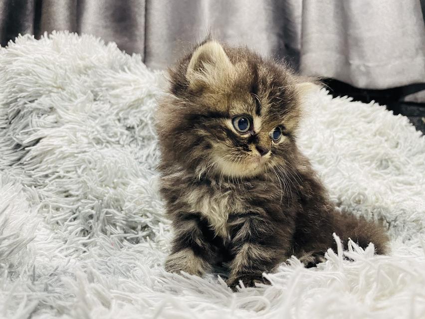 น้องแมวเปอร์เซีย