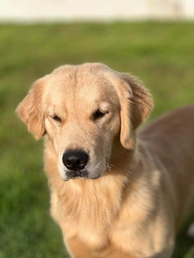 ขายสุนัขสายพันธุ์โกลเด้น รีทรีฟเวอร์ (Golden Retriever) 3