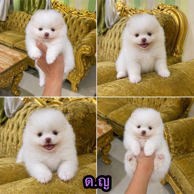 ลูกปอมแท้ อายุ2เดือนพร้อมย้ายบ้าน รูปที่ 2