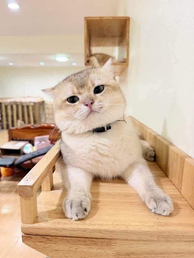หนุ่มบริติชสุดหล่อ