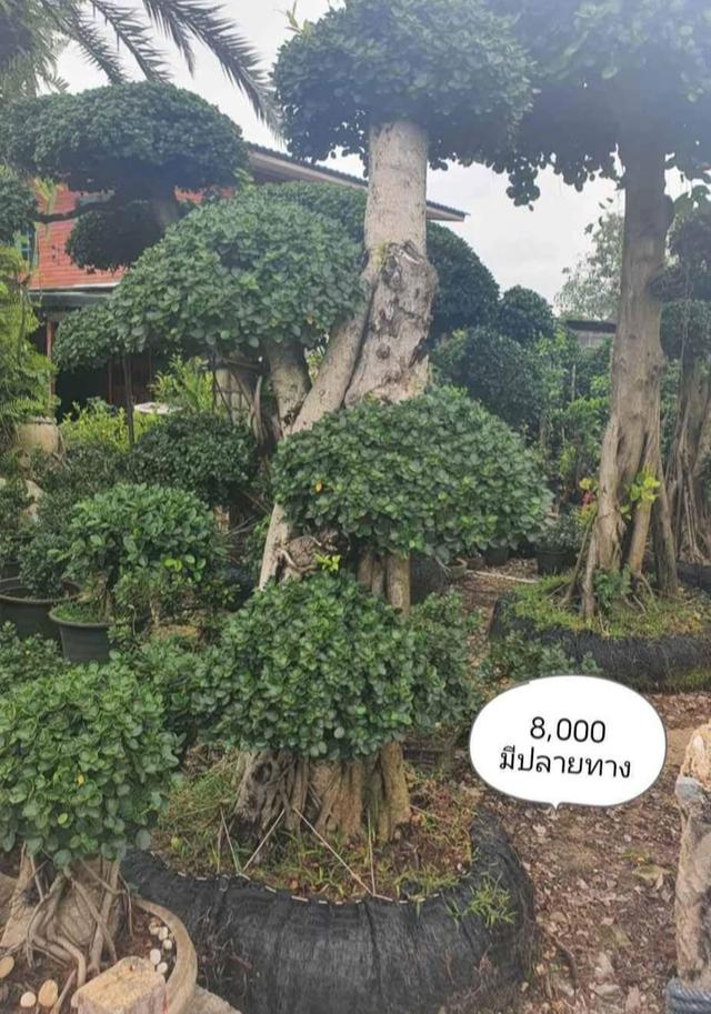 ไทรต่อยอดช้อนเงินช้อนทอง