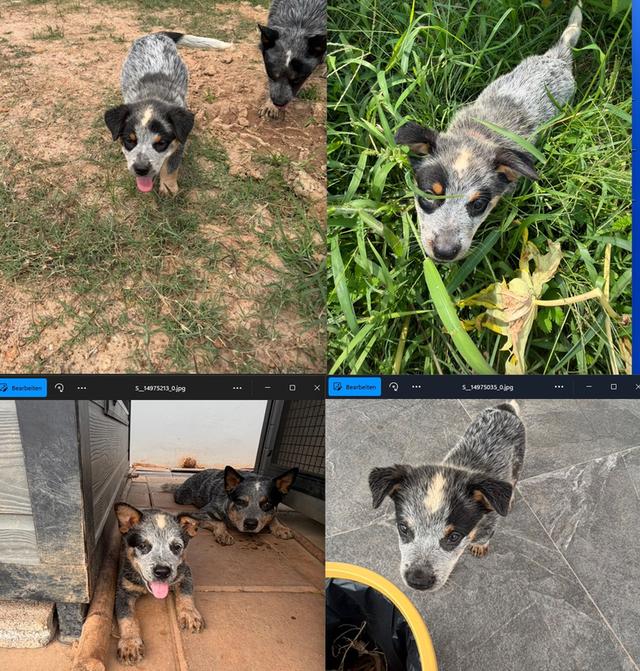 Australian Cattledog รูปที่ 13