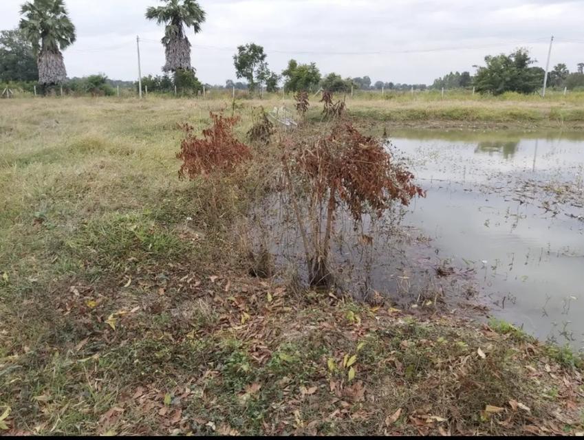 ที่ดินสุพรรณบุรี 4 ไร่ 1,100,000 ดอนเจดีย์ แปลงเดียวเท่านั้น 4