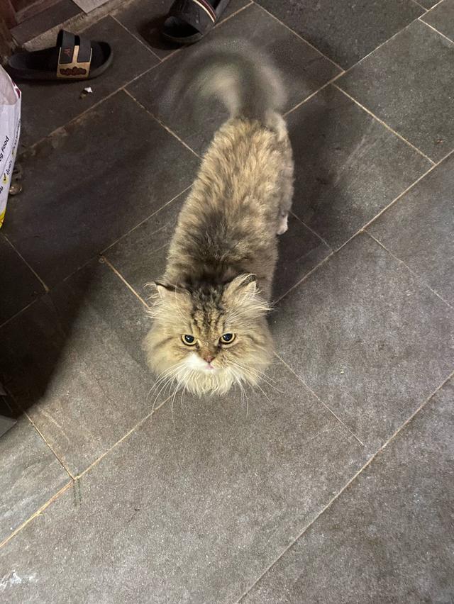 ชินซิล่า 3