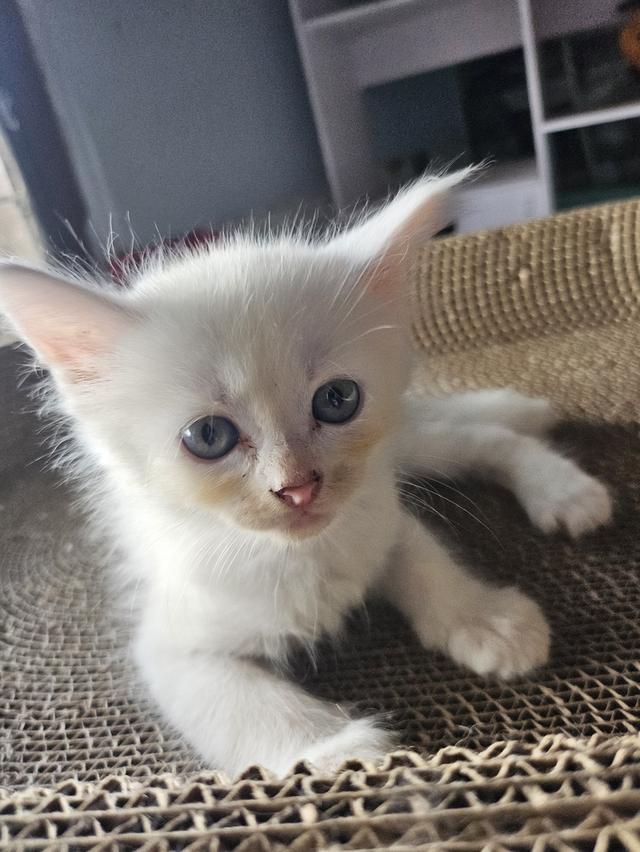 น้องไวท์เมนคูน+เปอเซีย