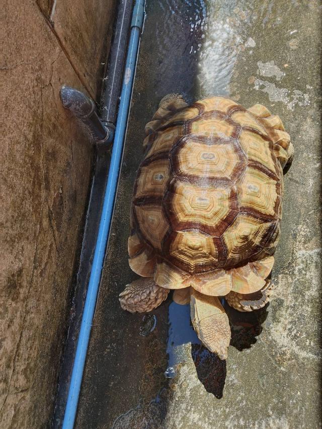 เต่าซูคาต้าขนาด 18 นิ้วตัวผู้