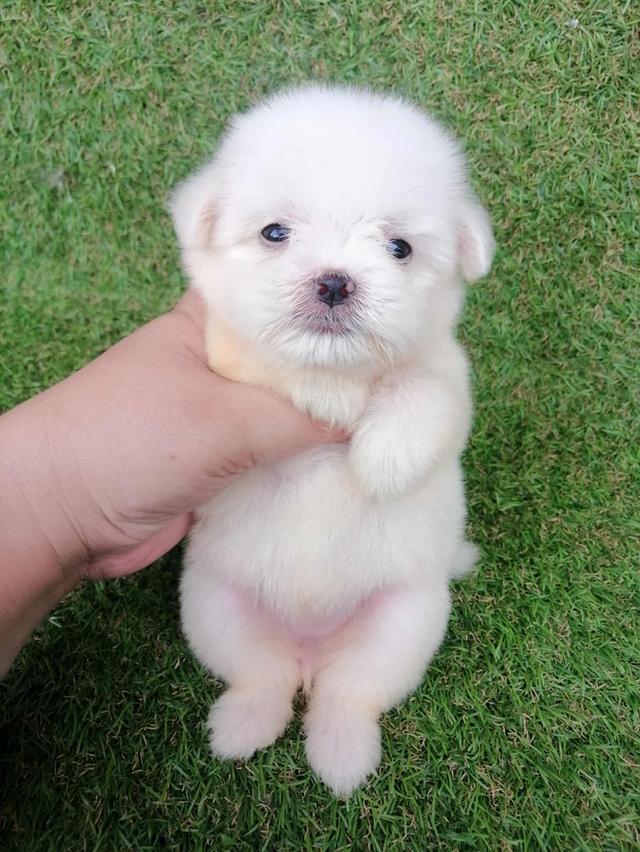 ดญ.มะลิ 3500  4