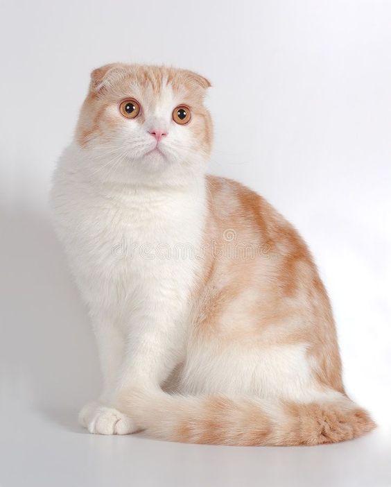 น้องแมวส้ม สก็อตติชโฟลด์ 5