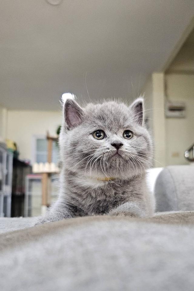 บริติช สก็อตติช แมวน้ำน้อย รูปที่ 4