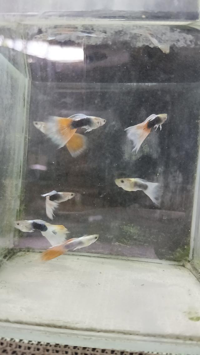 ปลาหางนกยูงตัวละ5บาท