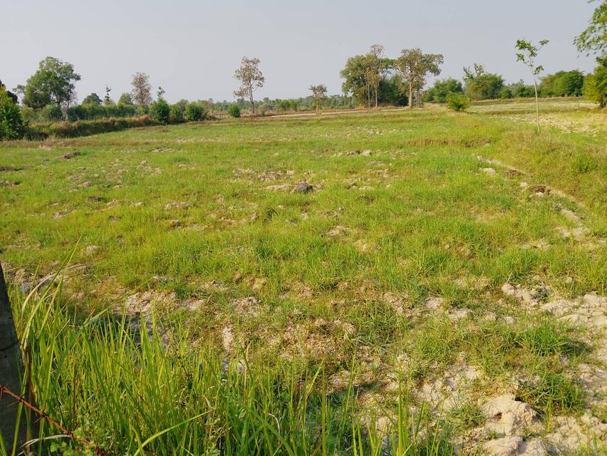 ขายที่ดิน จำนวน 9 ไร่ 1 งาน 57 ตารางวา 1