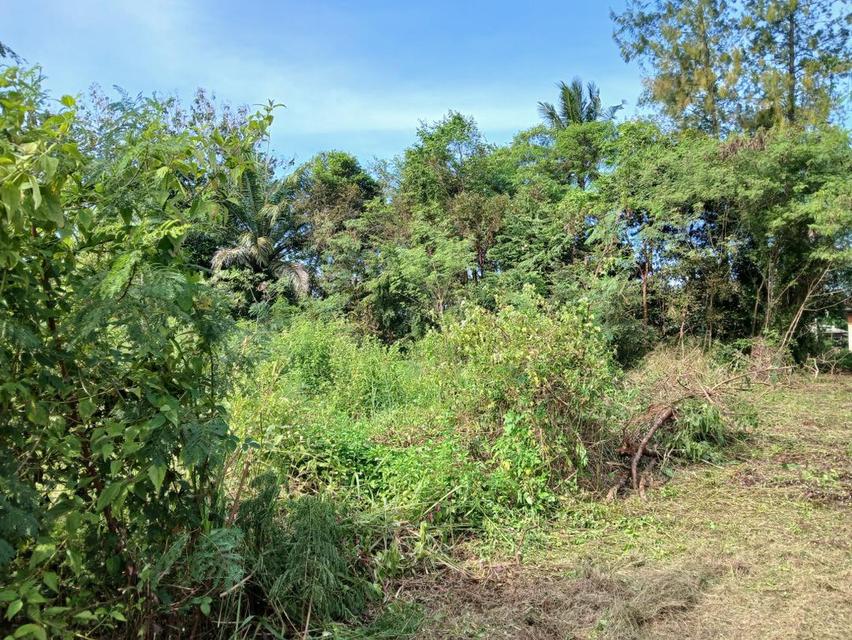 ขายที่ดินเปล่าโฉนด 1 งาน 14 ตร.ว. อยู่ในชุมชน ต.นาชะอัง อ.เมืองชุมพร ห่างศาลากลางจังหวัดเพียง 3 กม. ที่เนินปลอดภัยจากน้ำท่วม เจ้าของเองครับ 11