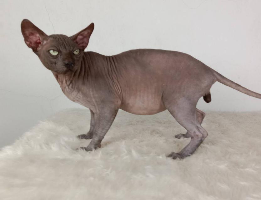 17.แมวสฟิงซ์/เพศผู้ หาบ้าน Sphynx Cat/Male looking for a new home