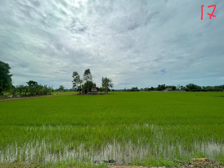 ขายด่วนที่ดินแปลงสวย 10 ไร่ 11